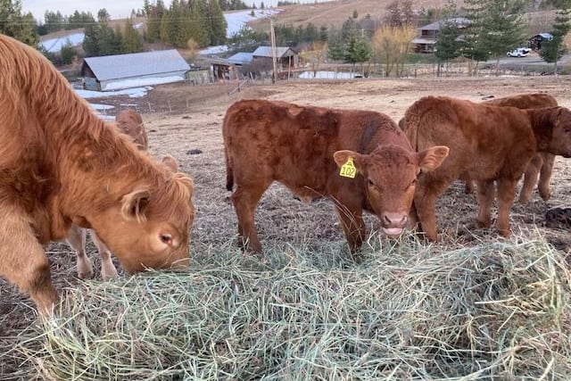 Red calves feeding at a hay bunk with the ranch buildings on the hill behind